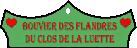 SITE WEB ELEVAGE DU CLOS DE LA LUETTE SPECIALISE POUR LE BOUVIER DES FLANDRES © COPYRIGHT DEPOSE